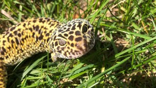 Leopard gecko in the “wild” [upl. by Ydor371]