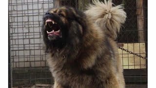 Caucasian Shepherd Dogs CRAZIEST ATTACKS 2020 [upl. by Yelkao]