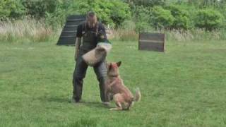 Schutzdienst Australian Cattle Dog McCoys Cameron Of Blue Spirit [upl. by Pompei]