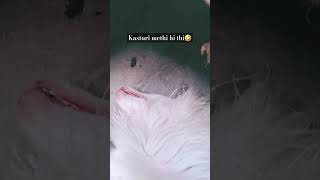 Bhai kasturi methi samajh li😅🤣😂 dog doglover funny youtube love dogsworld [upl. by Aoket]