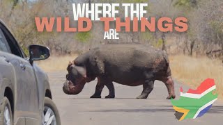 Astounding Diversity in Kruger National Park 4K [upl. by Newg141]