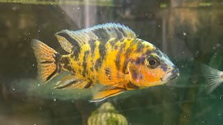 Unlock the Secrets of African Cichlid Breeding [upl. by Donoghue]