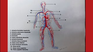 Comment dessiner le SYSTEME CIRCULATOIRE ET SES PARTIES na descrição partes em francês [upl. by Faustine]