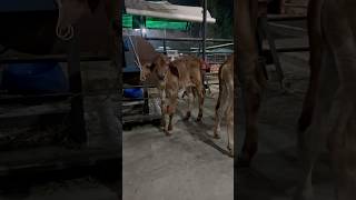 Powerful Brahman cross calves youtubeshorts shortvideo short viralvideo cuteanimals cow [upl. by Essile]