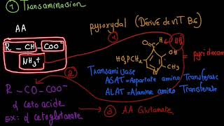 Dégradation des acides aminés [upl. by Naleek]