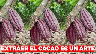 quotCacao Desbagazado del Cacao es un Arte extraer el cacaoquot [upl. by Phio]