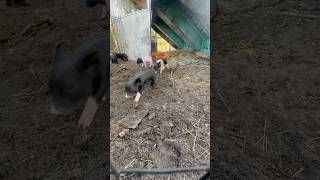 Piglets starting to venture out piglets babypigs thebackyardbarn [upl. by Onateyac914]