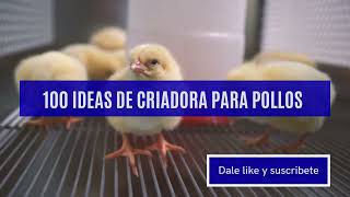 100 ideas de criadora para pollitos en casa crianza de pollos [upl. by Nnaeiluj]