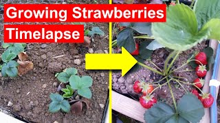 Strawberries Timelapse  Full Growth Flowering and Fruiting 84days [upl. by Jessey]