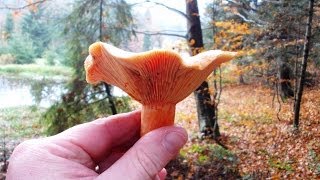 Rydz Lactarius deliciosus [upl. by Nagn986]