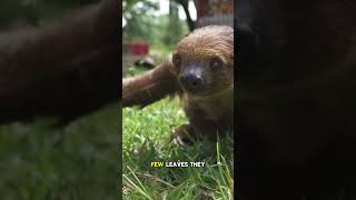 Why sloth moves so slow  shorts [upl. by Yemerej]