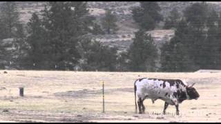 Bull kills rancher [upl. by Dumond]