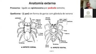 14 AULA  1 Classe Chelicerata subclasse Arachnida  Ordem Araneae e Scorpiones [upl. by Saito]