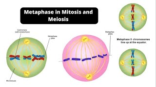 Metaphase in Mitosis and Meiosis – Metaphase 1 and Metaphase 2 [upl. by Sisto888]