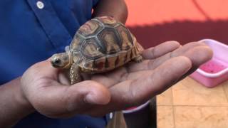 Ploughshare tortoise birth [upl. by Esinaj]