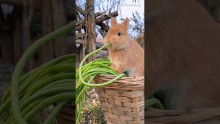 Its time for the rabbit to eat vegetables rabbit rabbitfood animals [upl. by Tocci]