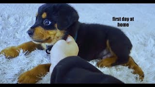 8 week old puppy Rottweilers first days home 02 [upl. by Deirdre159]