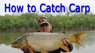 How to Catch Carp  for Beginners [upl. by Lody926]