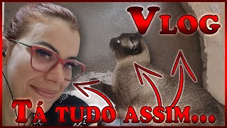 O QUE VOCÊS NEM IMAGINAM  VLOG TERAPIA [upl. by Ahsitruc]