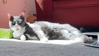 A Timelapse of cats relaxing in their cat room [upl. by Moreta]