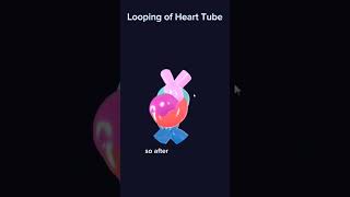 Looping of Heart Tube [upl. by Suiluj439]