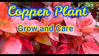 Acalypha wilkesianaCopper Plant How to grow care and propagate [upl. by Aihsem]