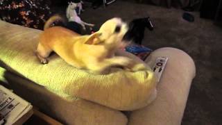 Funny Chihuahua Paco keeps talking [upl. by Irolav986]