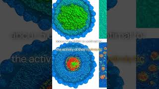 Lysosomesbiotechnologybiology [upl. by Htebiram]