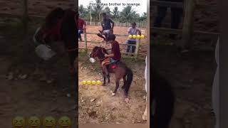 horse stallion horselover horseriding ghoda ghodiyan tranding funny trending viralvideo [upl. by Negam516]