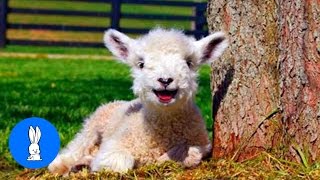 Baby Lamb Sheep Goes Baa  CUTEST Compilation [upl. by Udella26]