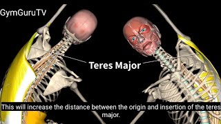 The Teres Major Muscle  Origin Insertion and Actions muscle anatomy GymGuruTV [upl. by Deppy]