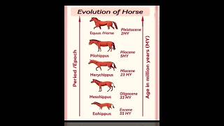 Evolution of Horse [upl. by Rol]