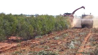 AHWI RT400 amp H600 BIO HARVESTER OPERATING IN BLUE MALLEE 1 [upl. by Yracaz]