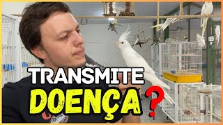 CALOPSITAS PODEM TRANSMITIR DOENÇAS [upl. by Reinhard]