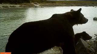 Brown Bear clicking teeth [upl. by Allison]