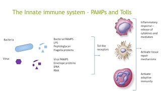 The Innate Immune System [upl. by Rodi122]