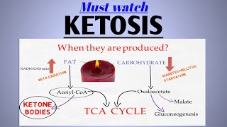 Ketone body formation  Keto diet  Ketolysis  DKA  Acetone  Biochemistry [upl. by Innob]