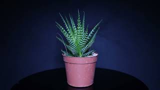 Footage Kakteen Haworthia Fasciata [upl. by Clardy]