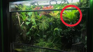 BROMELIADS  Ultimate plant for VIVARIUMS [upl. by Dreddy]