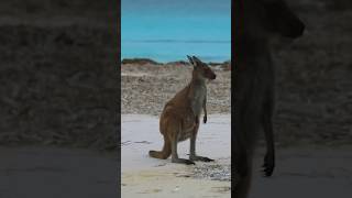 Unbelievable Beach Kangaroo Sighting [upl. by Bazil879]