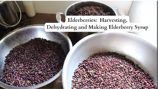 Elderberries  Harvesting Dehydrating and Making Elderberry Syrup [upl. by Thanasi349]