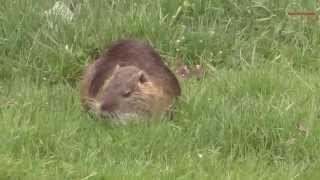 Wild Nutria Coypu  Barski Dabar [upl. by Barb836]