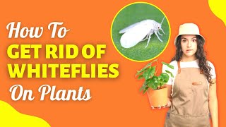 How To Get Rid Of Whiteflies On Plants Easy And Effective Remedies [upl. by Isiahi68]