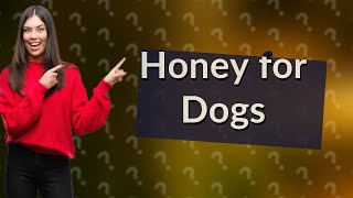 Does honey help dogs with congestion [upl. by Healion]