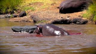 Hippo Gives Birth  Saves Newborn From Croc [upl. by Adneram]