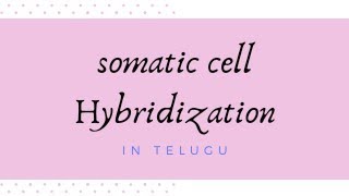 Somatic cell hybridization gene mapping in Telugu [upl. by Samid]