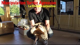 Manipulation dune tortue la Chelydra serpentina [upl. by Hekker]