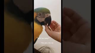 “Will he bite” viralshorts macaw pets cute parrot [upl. by Sonni]