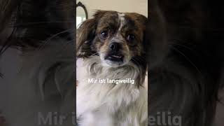 Oskar im Schwedenhaus 🇸🇪 herbst funnydogs regen schweden schwedenhaus [upl. by Hike172]