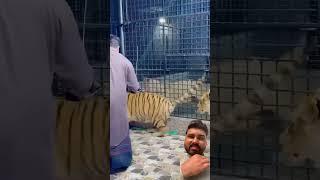 How many tigers and lions tigerlion song music lioncubs love tigercubs tigers lion animals [upl. by Gaile]